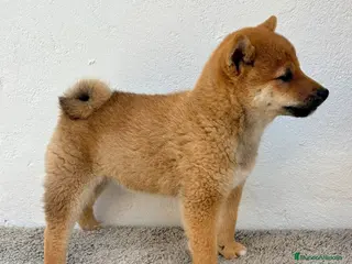 Shiba Inu perros Shiba Inu - Anuncio 3