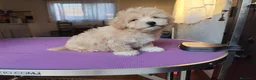 Maltipoo perros en venta: Macho de maltipoo nacionales - Anuncio 6