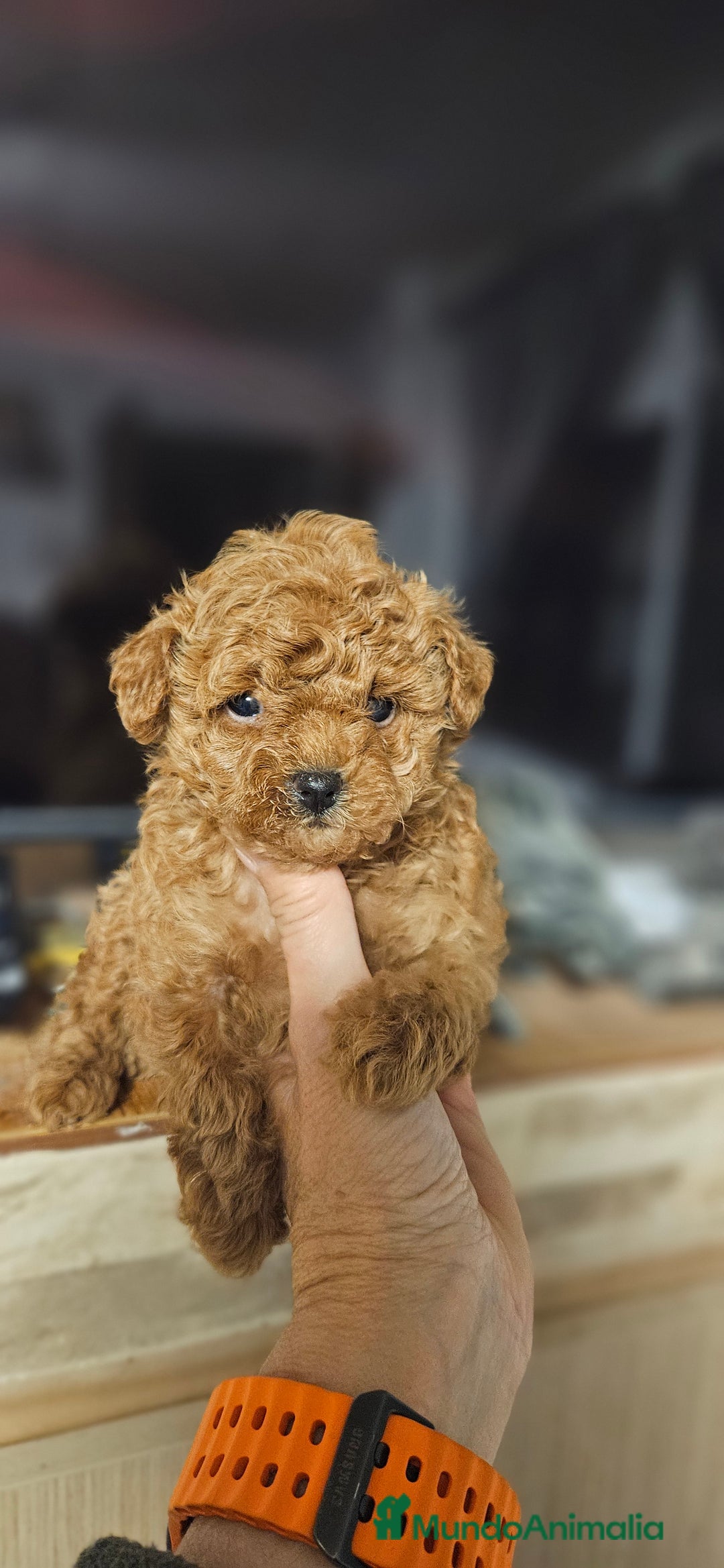 Caniche Toy perros en venta: Caniche toy - Anuncio 6