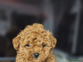 Caniche Toy perros Caniche toy - Anuncio 1