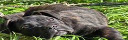 Cane Corso perros en venta: Molosos de Odin Cane Corso kennel - Anuncio 3