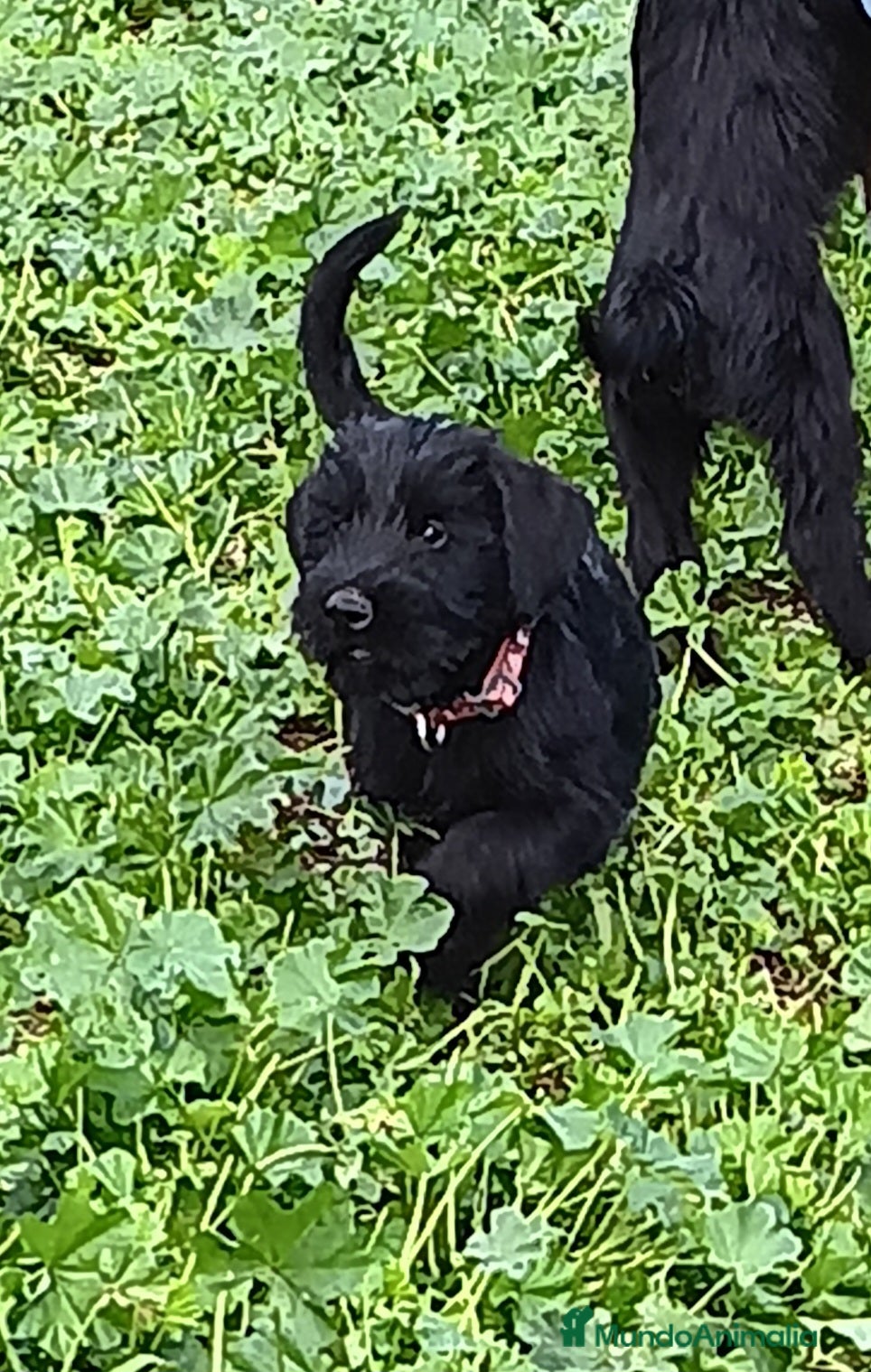Schnauzer Gigante perros Schnauzer Gigante  - Anuncio 2