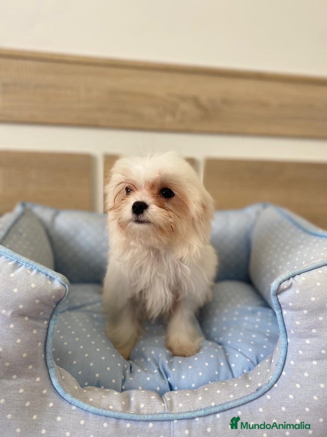 Bichón Maltés perros en venta: BICHON MALTES - Anuncio 6