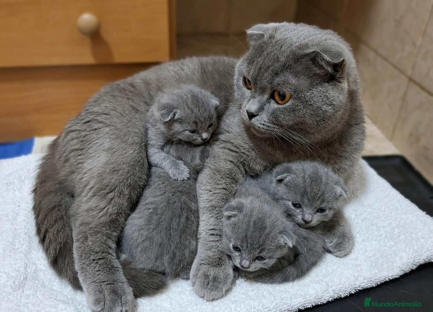 Británico de Pelo Corto Azul gatos BRITANICO PELO CORTO AZUL (SCOTTISH FOLD) - Anuncio 2