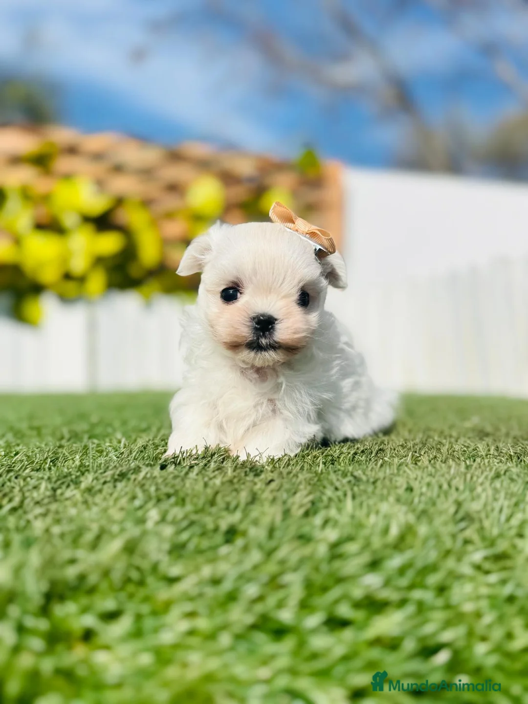 Bichón Maltés perros en venta: BICHON MALTES COREANO 10OX100 - Anuncio 2