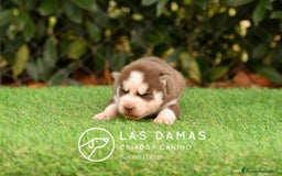 Husky Siberiano perros en venta: Husky siberiano color marrón - Imagen 2