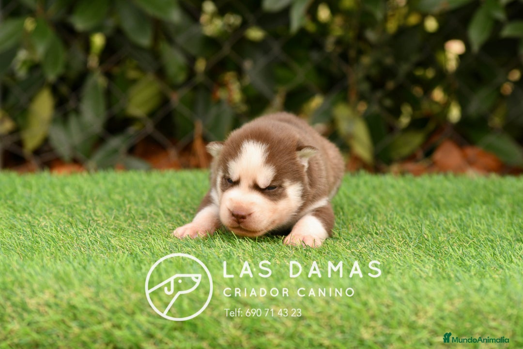 Husky Siberiano perros en venta: Husky siberiano color marrón - Imagen 2