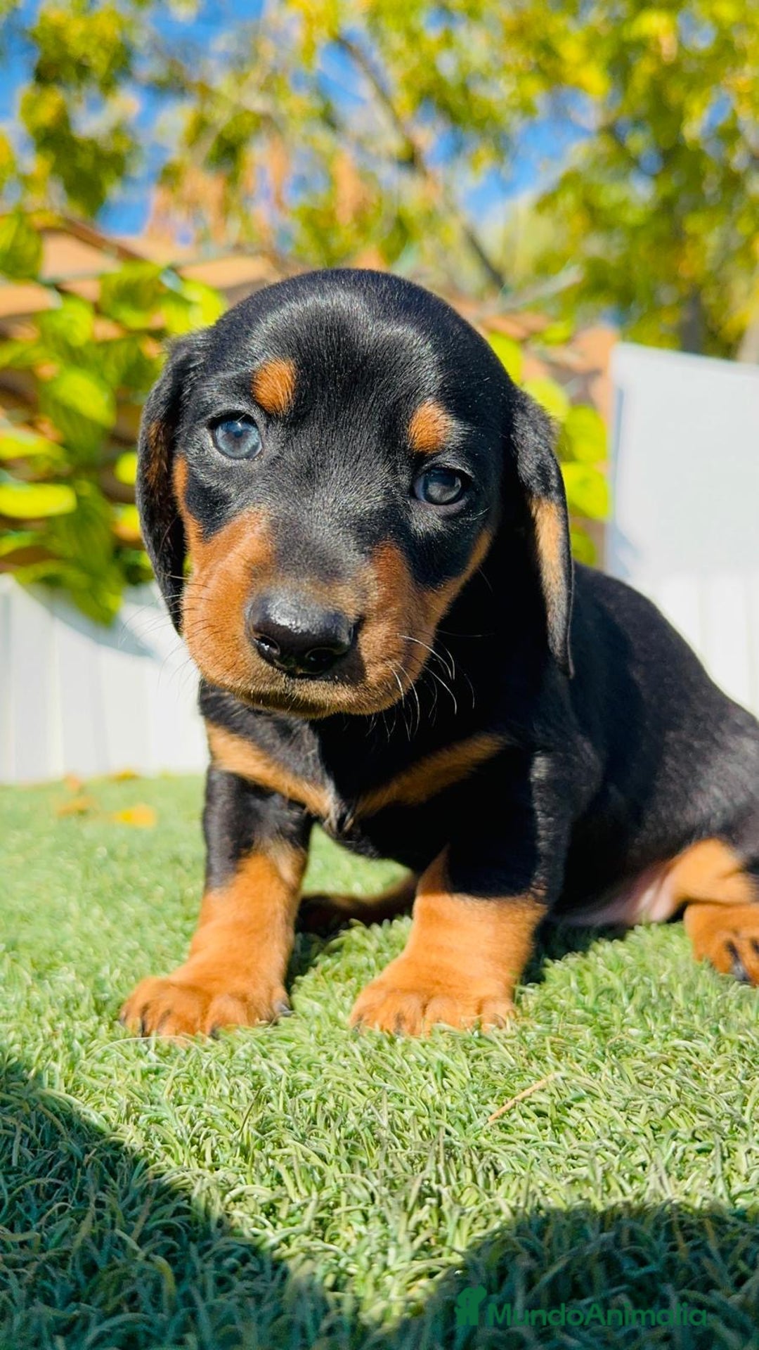 Teckel Miniatura perros en venta: TECKEL MINIATURA  - Anuncio 40