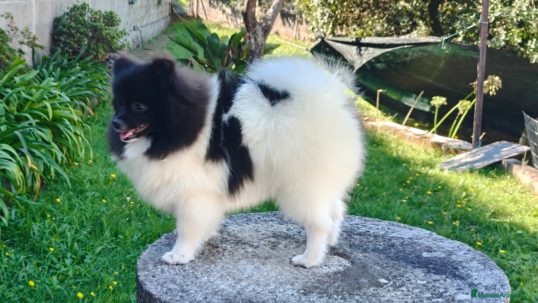 Pomerania perros en venta: Lulu de pomerania  - Imagen 1