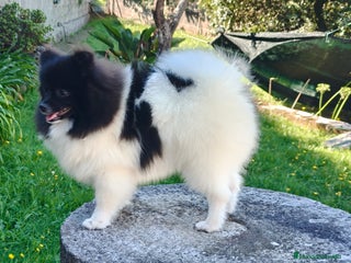 Pomerania perros - Anuncio 7