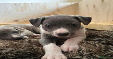 Whippet perros en Badajoz - Anuncio 16