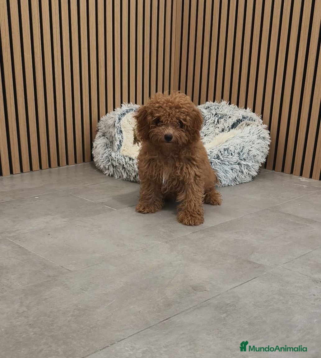 Caniche Toy perros Caniche Toy Apricot 🐩♂️ - Anuncio 2