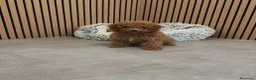 Caniche Toy perros en venta: Caniche Toy Apricot 🐩♂️ - Anuncio 1