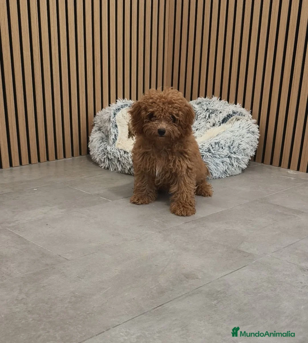 Caniche Toy perros en venta: Caniche Toy Apricot 🐩♂️ - Anuncio 1
