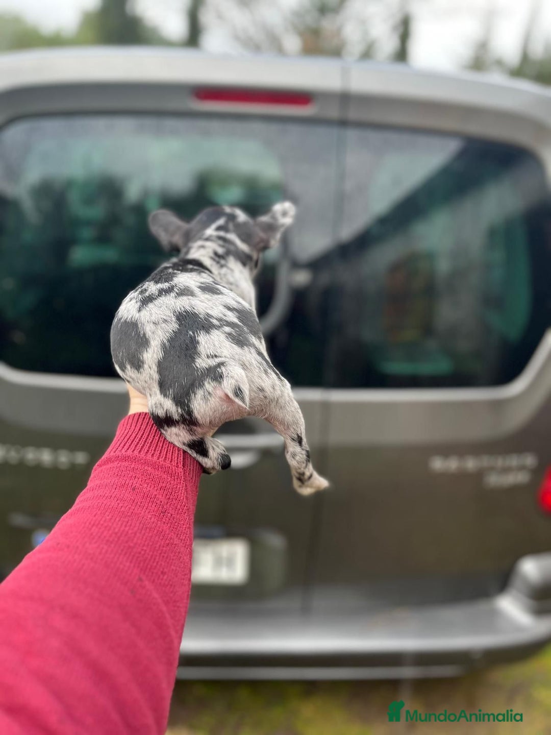 Bulldog Francés perros en venta: Espectacular macho de Bulldog Frances merle - Anuncio 10