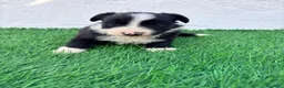 Border Collie perros en venta: Border Collie - Anuncio 3