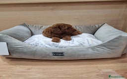 Caniche Enano perros en venta: Caniches - Imagen 7