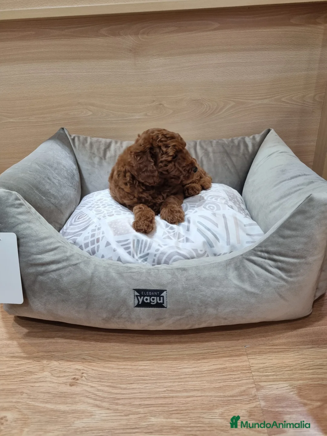 Caniche Enano perros en venta: Caniches - Anuncio 7