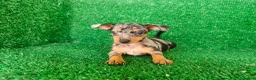 Pinscher Miniatura perros en venta: Pinscher miniatura - Anuncio 2