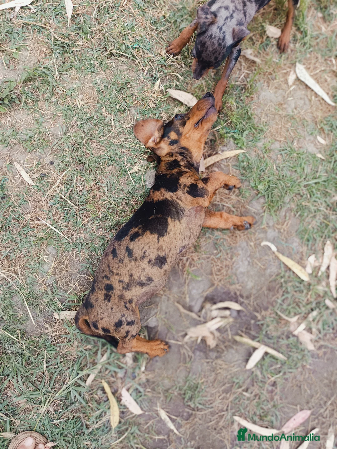 Teckel Miniatura perros en venta: Teckel miniatura - Anuncio 2