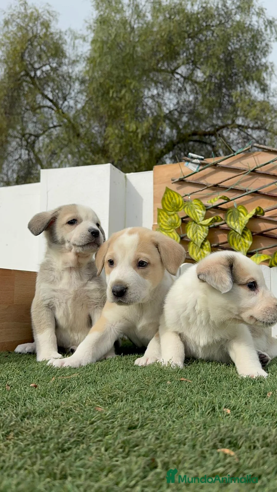 Mastín Español perros en venta: MASTIN ESPAÑOL HEMBRAS - Anuncio 3