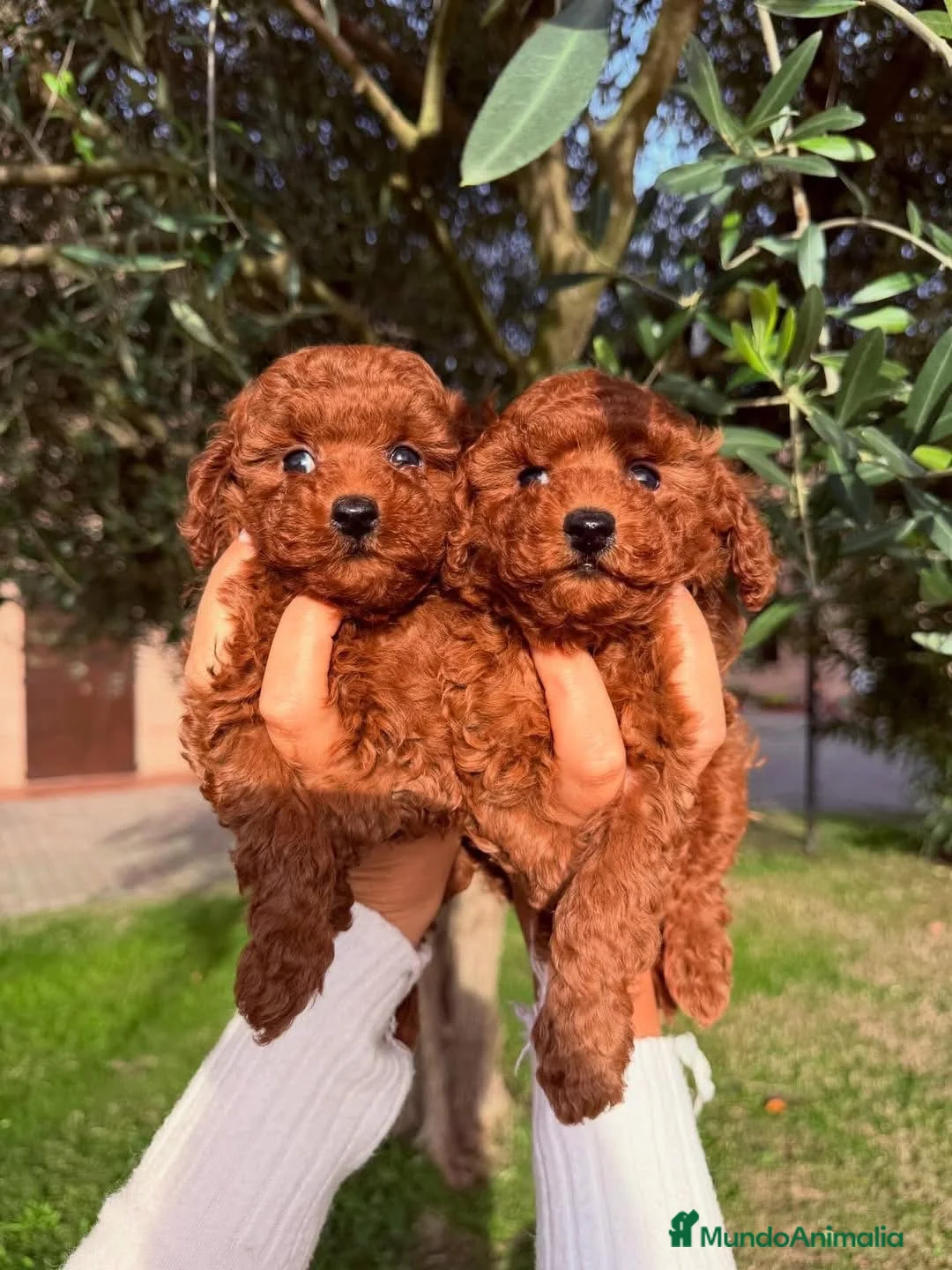 Caniche Toy perros en venta: caniche toy  - Anuncio 1