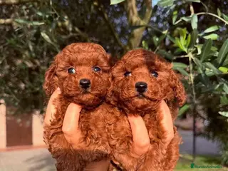 Caniche Toy perros caniche toy - Anuncio 30