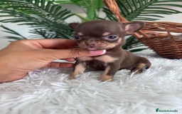 Chihuahua perros en venta: CHIHUAHUA MACHO CHOCOLATE  - Imagen 9