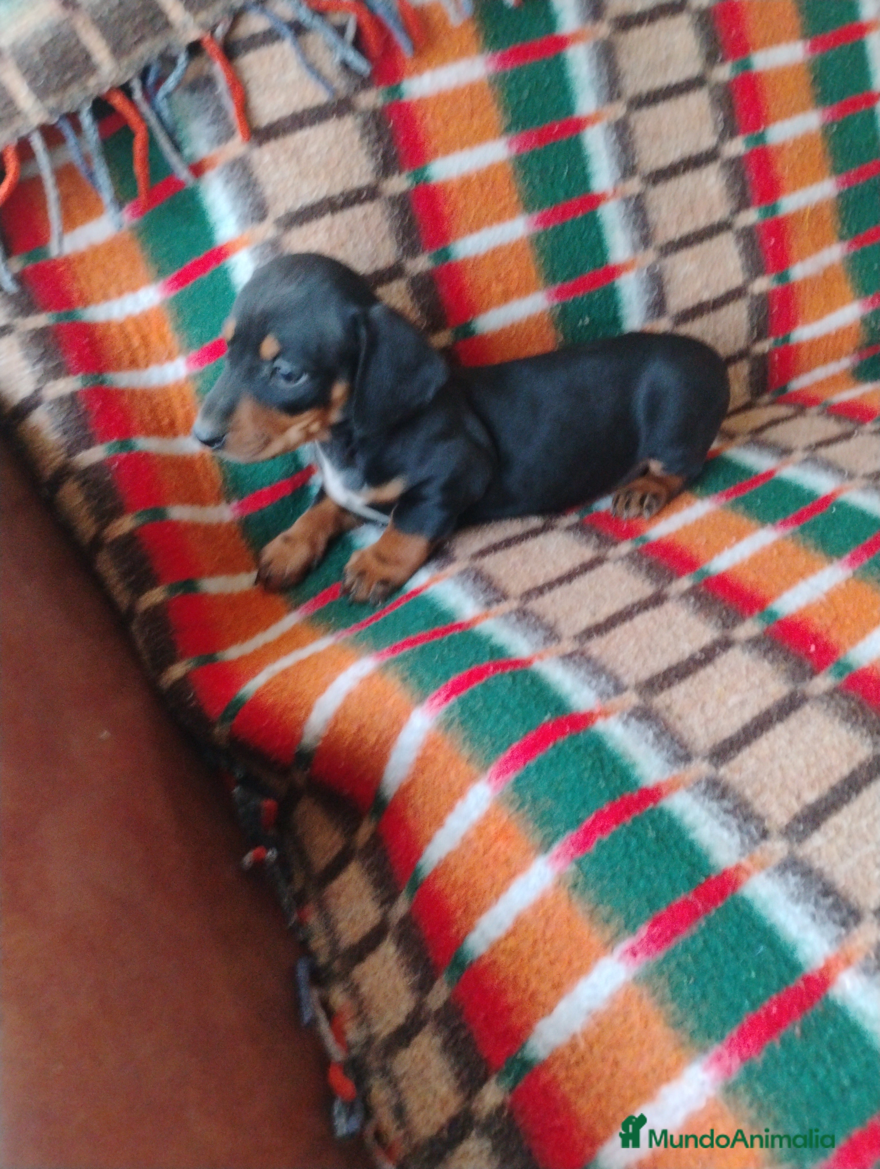 Teckel Miniatura perros Machito teckel negro y fuego miniatura  - Anuncio 2