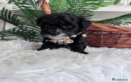 Caniche Toy perros en venta: CANICHE TOY HEMBRA - Anuncio 8