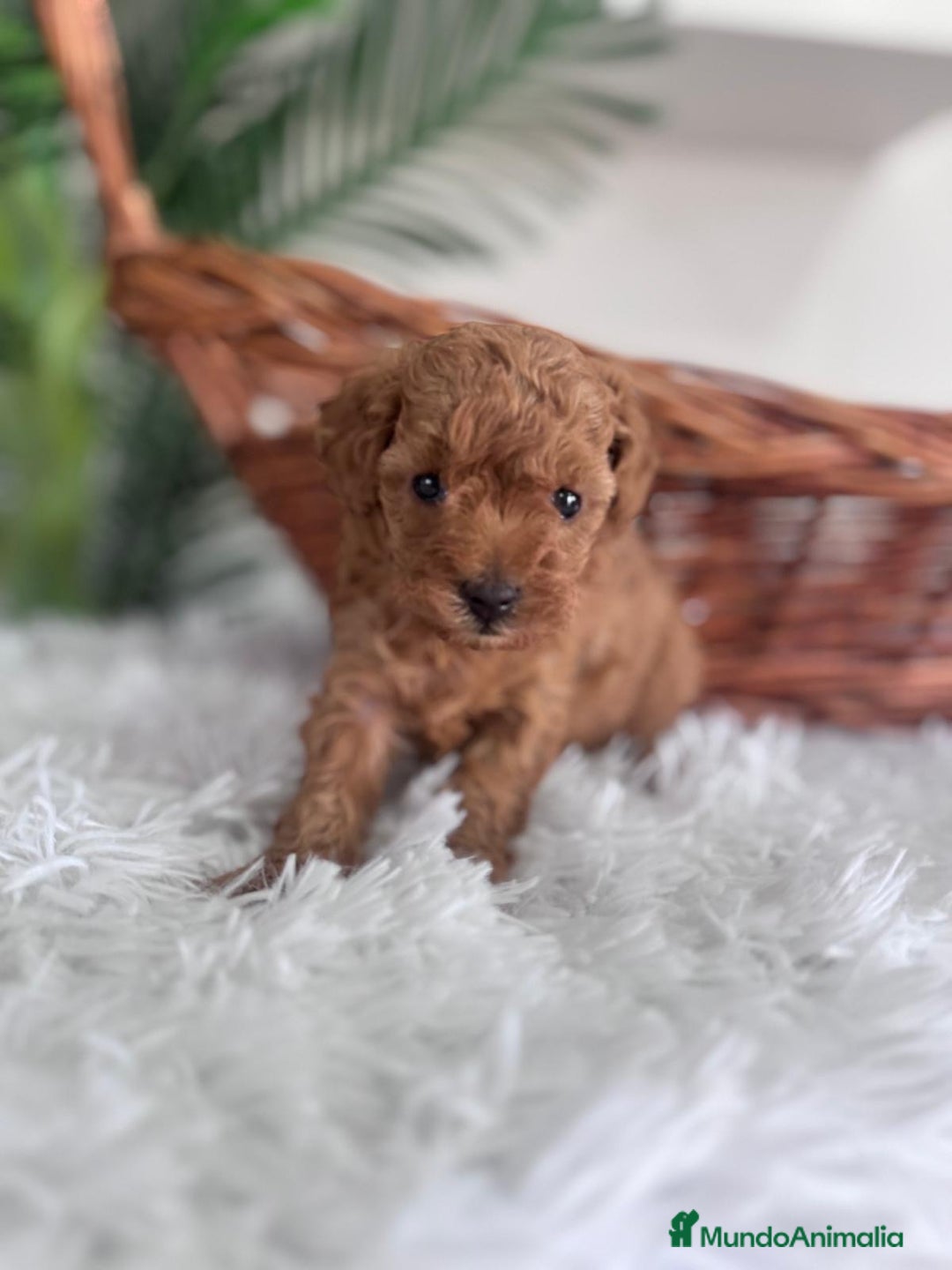 Caniche Toy perros en venta: CANICHE TOY MACHO - Imagen 6