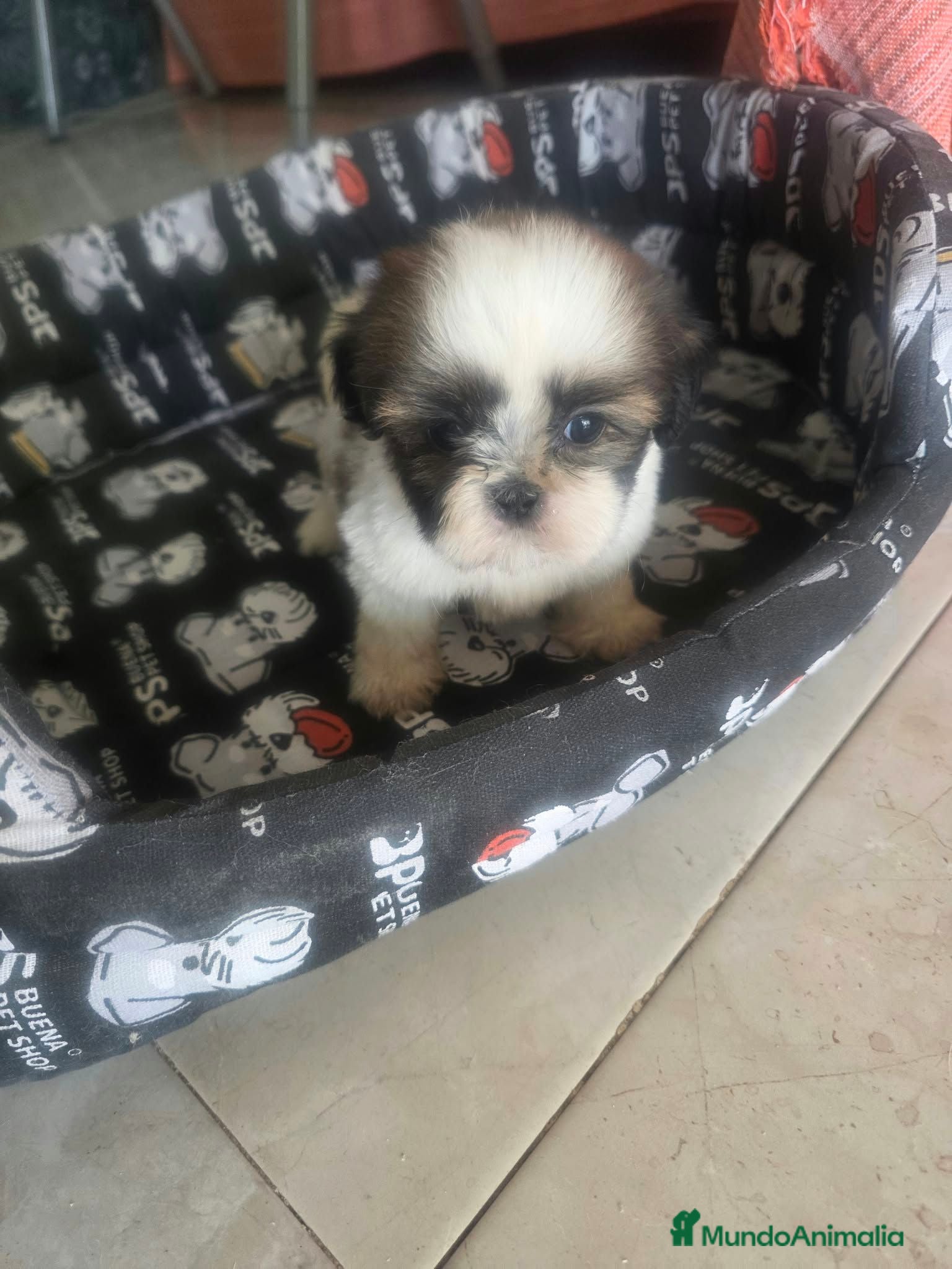 Shih Tzu perros Shih Tzu Toy - Anuncio 1