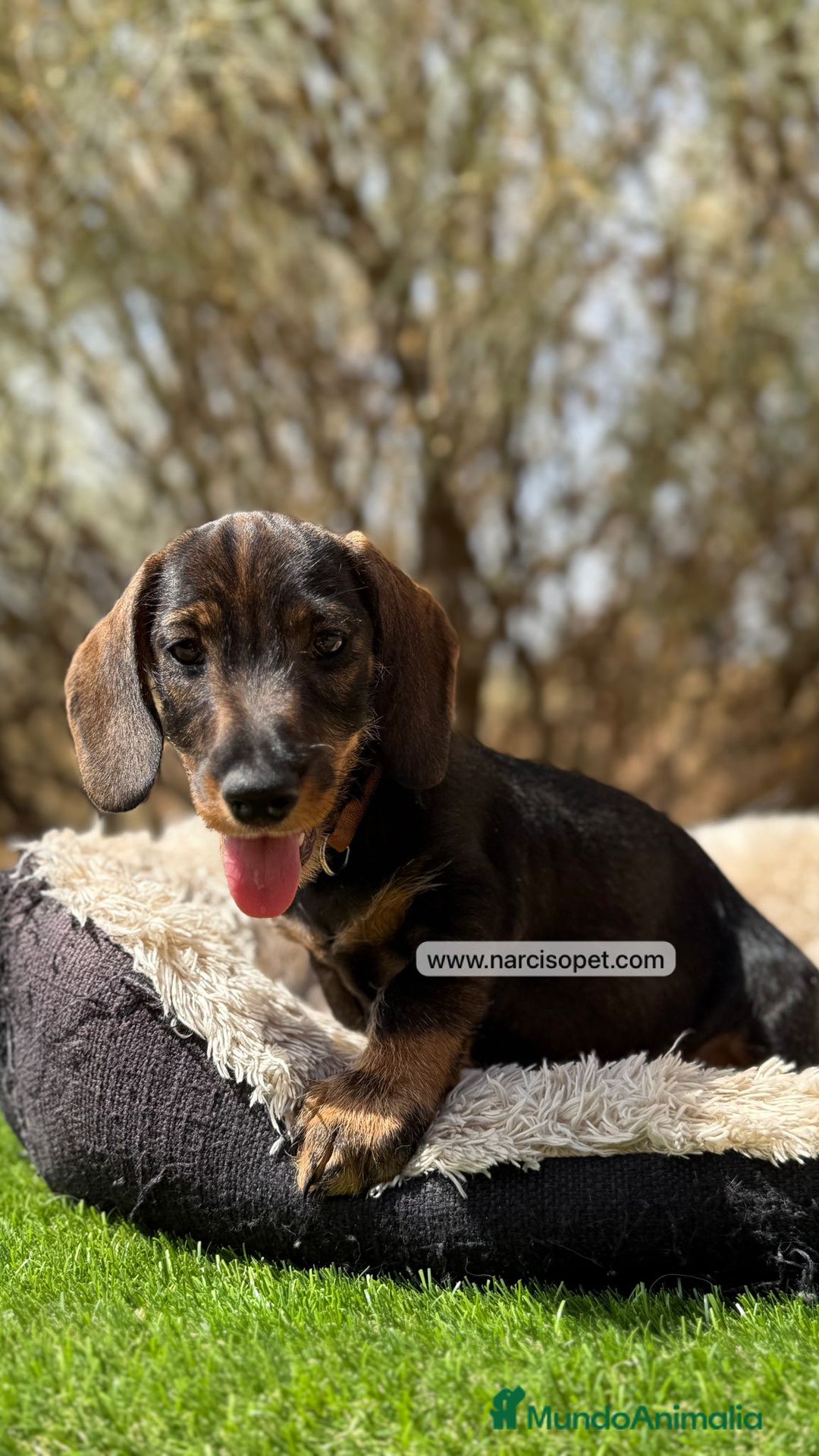 Teckel perros en venta: CRIA PROFESIONAL TECKEL PELO DURO en Ciudad Real - Imagen 1