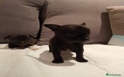 Chihuahua perros en venta: Chihuahua toy cabeza manzana  - Imagen 1