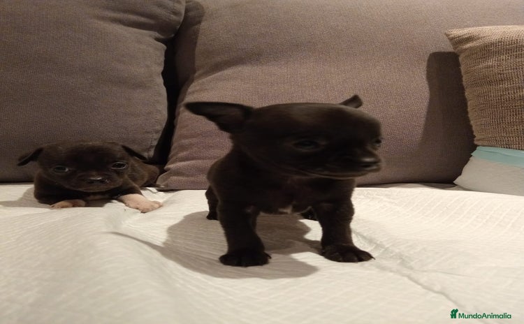 Chihuahua perros - Anuncio 4