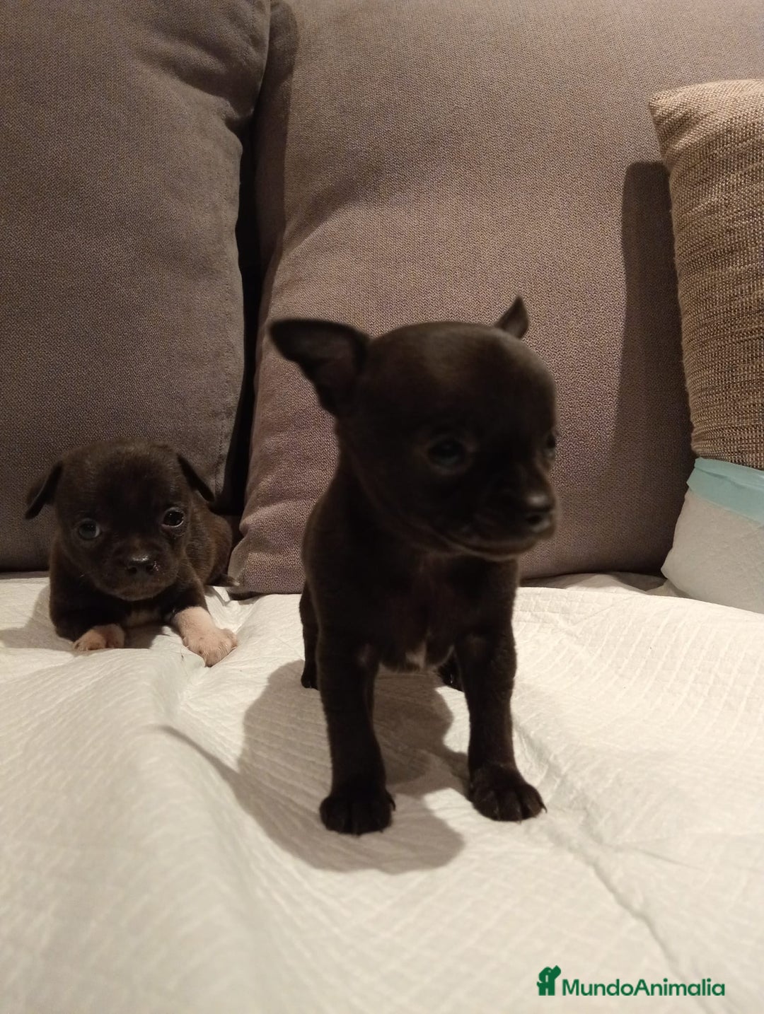Chihuahua perros en venta: Chihuahua toy cabeza manzana  - Imagen 1