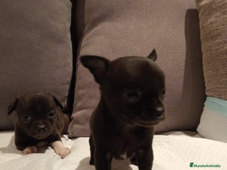 Chihuahua perros - Anuncio 7