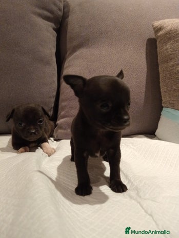 Chihuahua perros - Anuncio 7