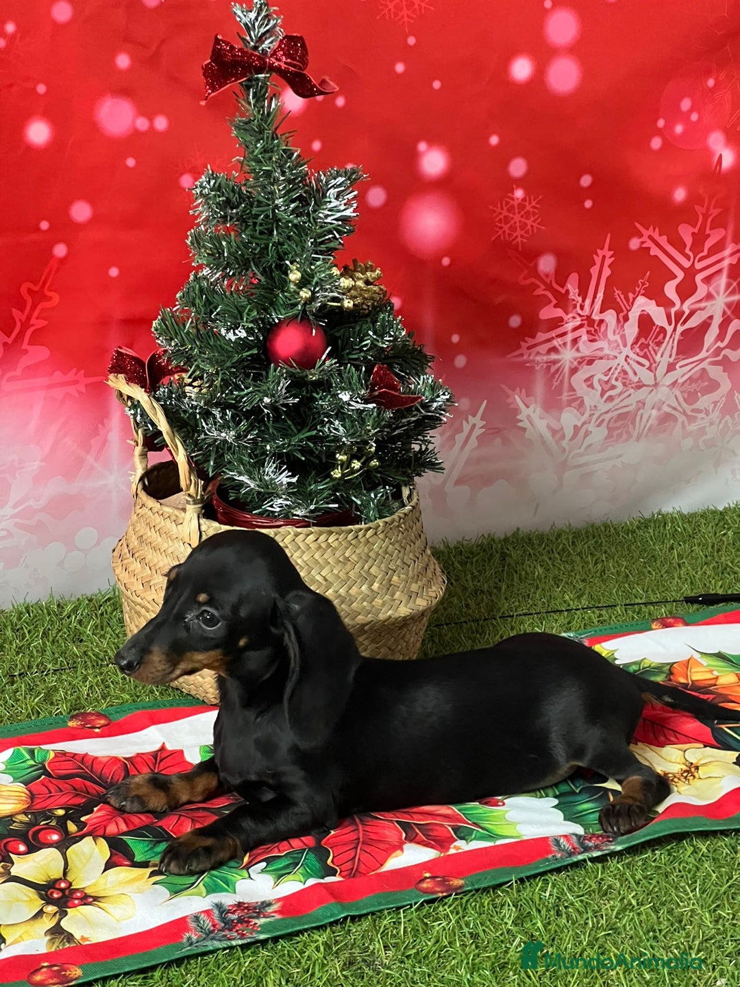 Teckel Miniatura perros en venta: TECKEL KANINCHEN - Anuncio 4