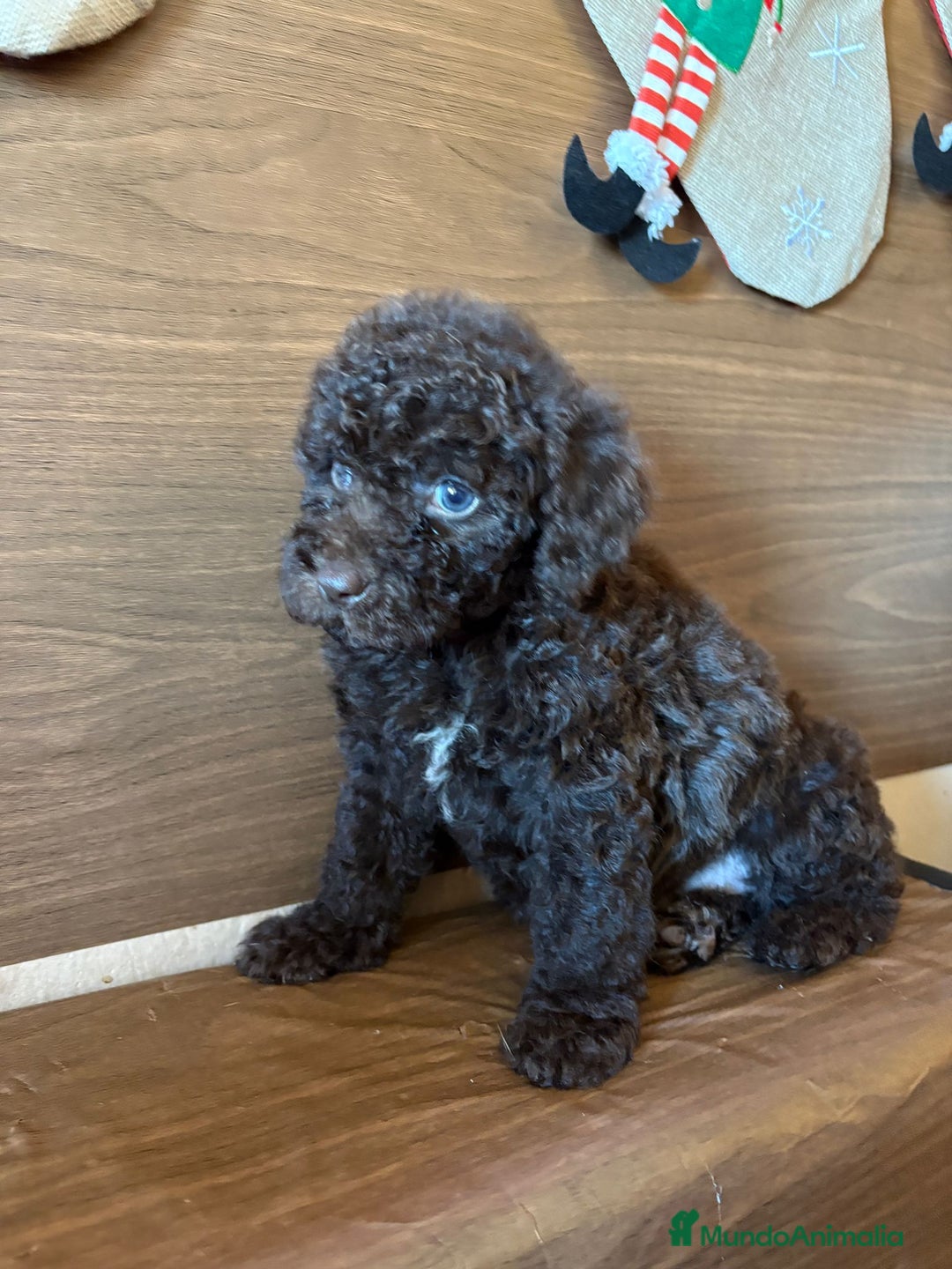 Perro de Agua Español perros en venta: Perro.de agua  - Anuncio 11