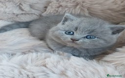 Británico de Pelo Corto gatos en venta: British Blue  - Imagen 7