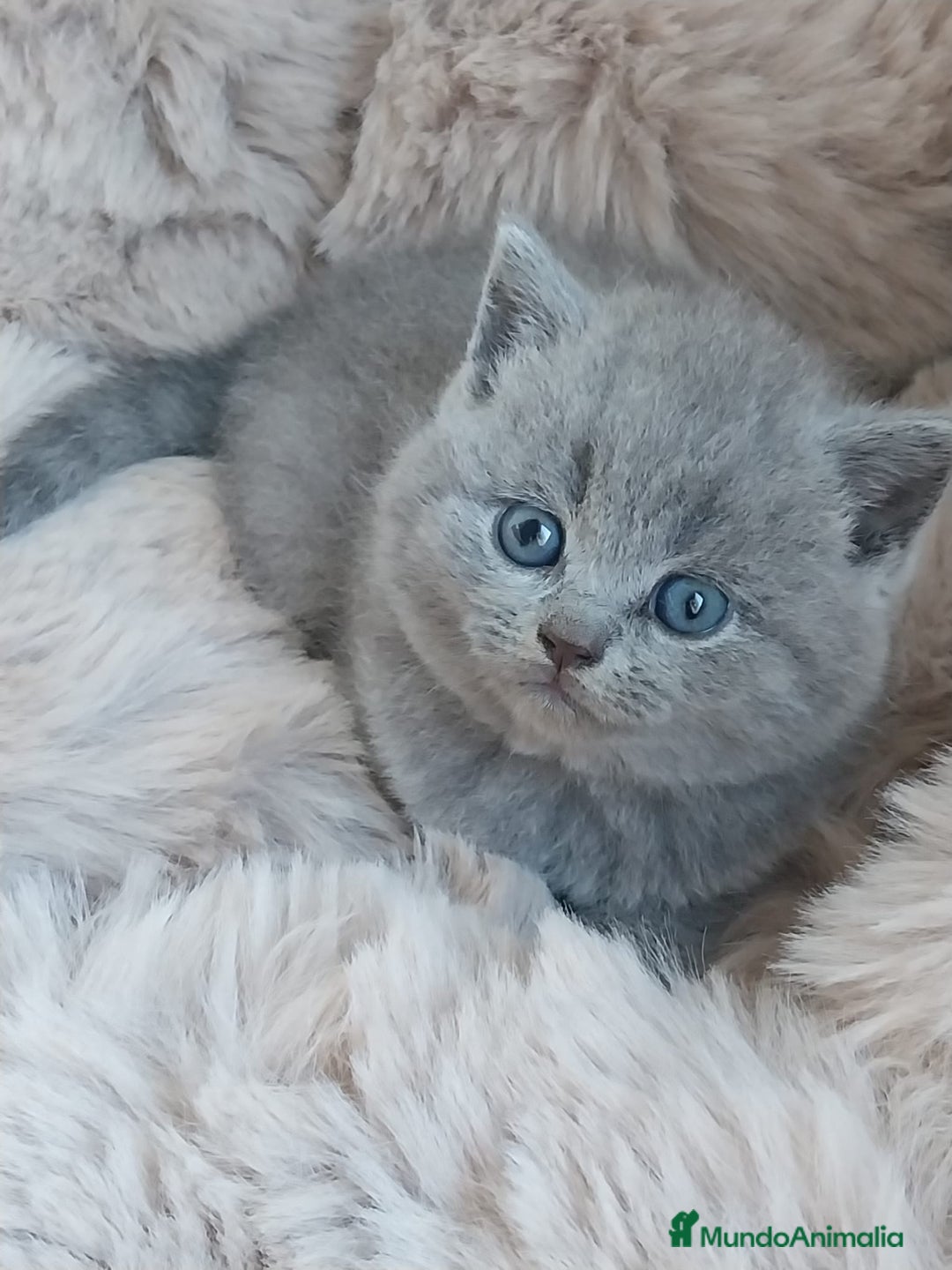 Británico de Pelo Corto gatos en venta: British Blue  - Imagen 7