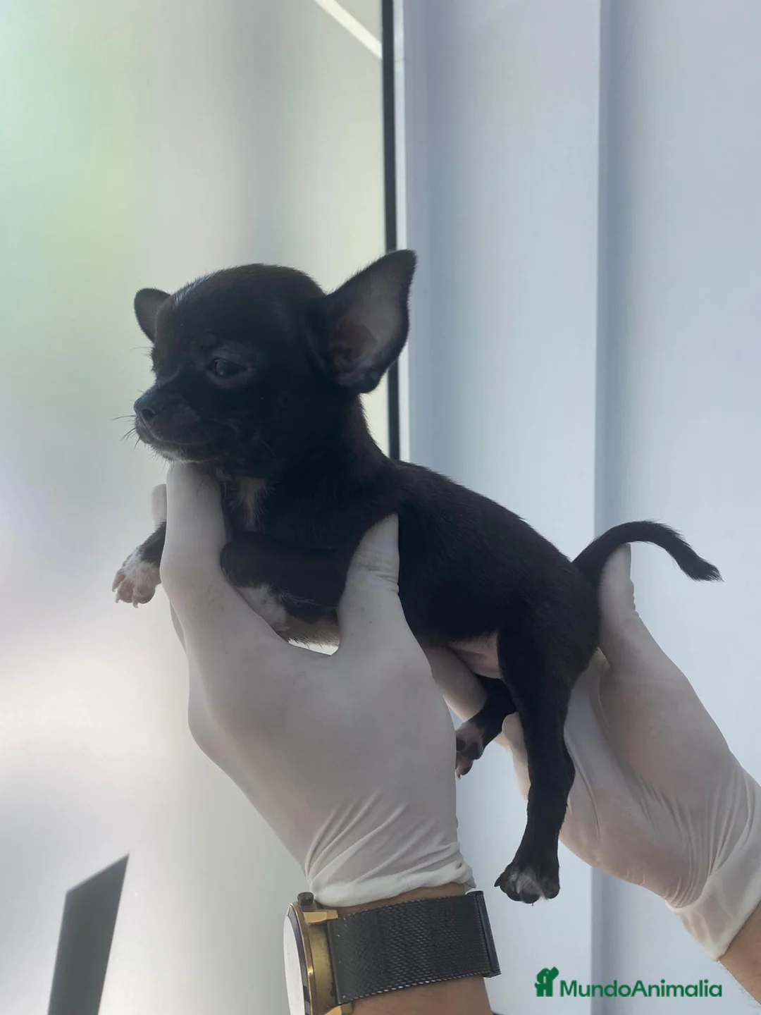 Chihuahua perros en venta: Chihuahua mini  en Alicante - Anuncio 2