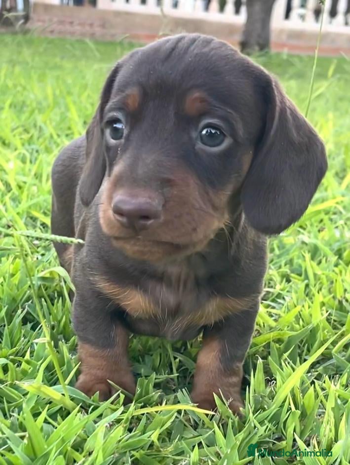 Teckel Miniatura perros teckel merle criadero garantias pura raza valencia - Anuncio 7