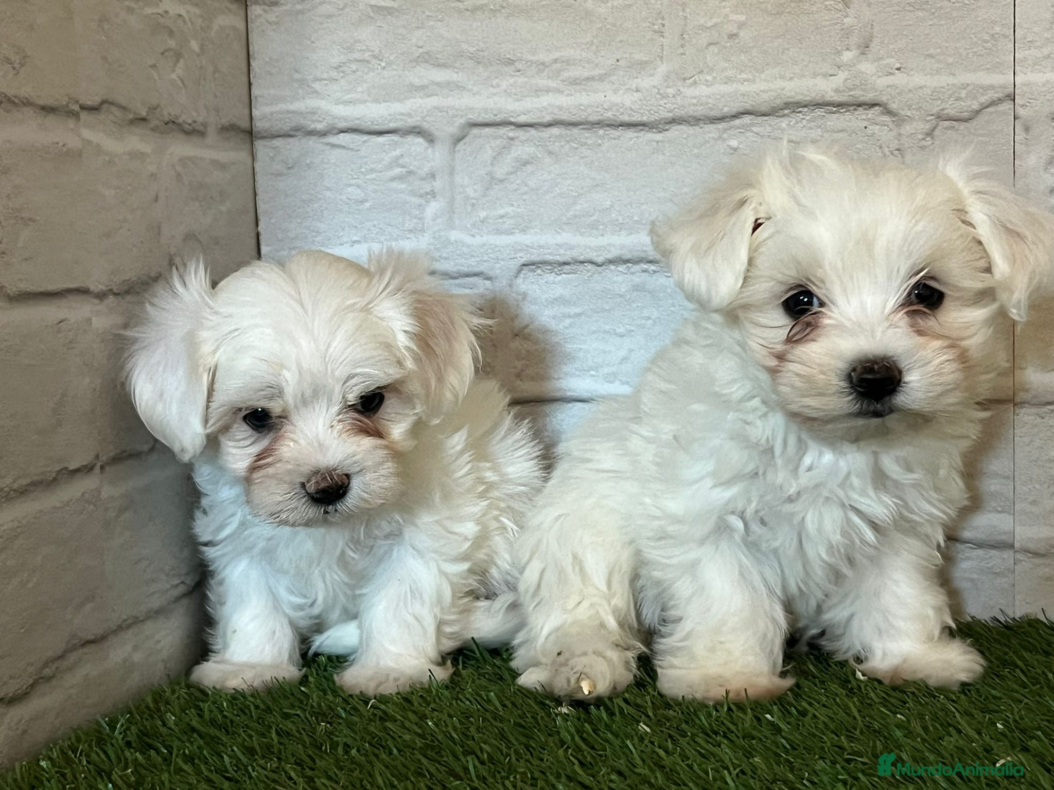 Bichón Maltés perros Bichon maltés  en Cáceres - Anuncio 16
