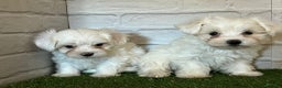 Bichón Maltés perros en venta: Bichon maltés  en Cáceres - Anuncio 1