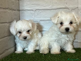 Bichón Maltés perros en Cáceres - Anuncio 21