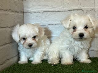 Bichón Maltés perros Bichon maltés en Cáceres - Anuncio 18