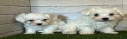 Bichón Maltés perros en venta: Bichon maltés  en Cáceres - Anuncio 1