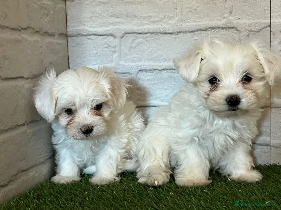 Bichón Maltés perros en venta: Bichon maltés  en Cáceres - Anuncio 1
